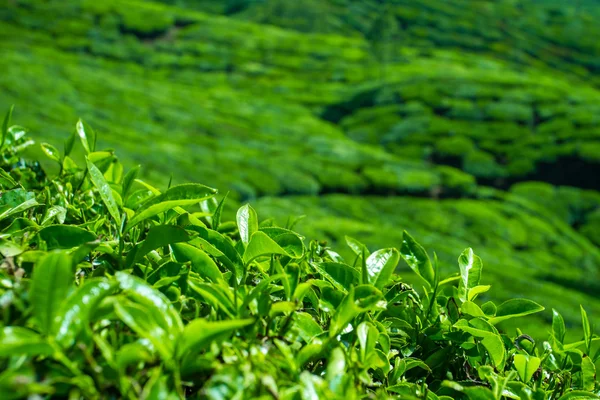 Свежие чайные листья крупным планом — стоковое фото