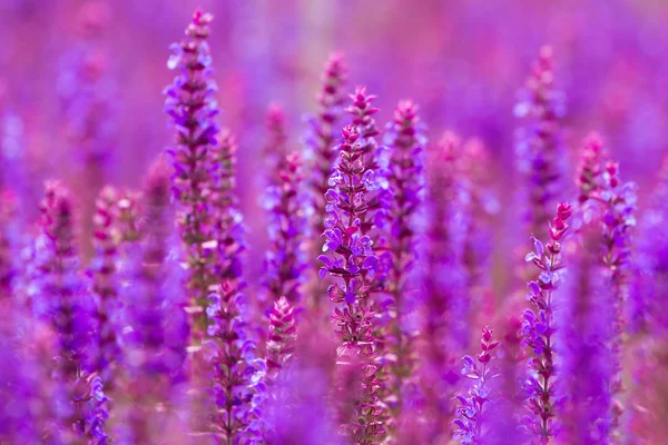 Bellissimi fiori di lupini selvatici viola — Foto Stock