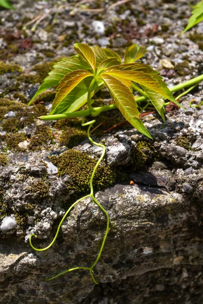 Zbliżenie zielony bluszcz liść na kamiennym murem — Zdjęcie stockowe