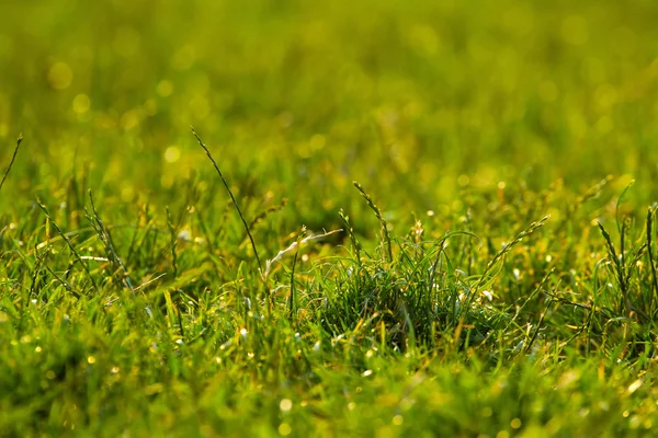 Césped verde vibrante primer plano con enfoque DOF —  Fotos de Stock