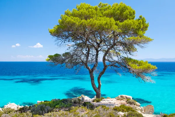 Albero della pineta in riva al mare a Halkidiki, Grecia — Foto Stock