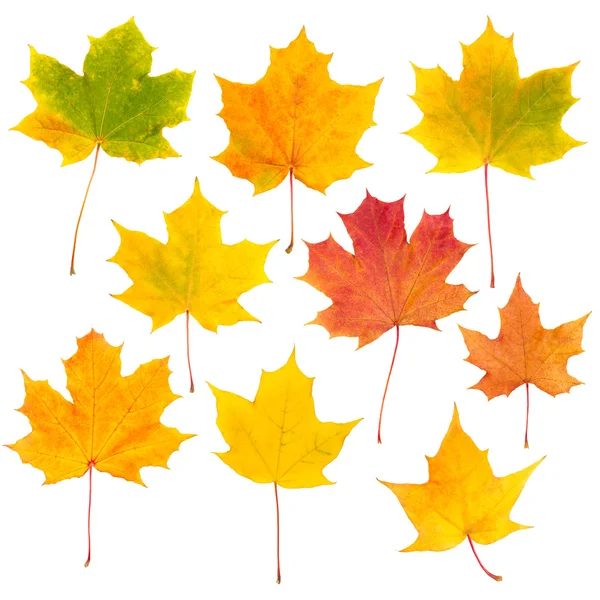Estúdio brilhante e vibrante isolamento de folhas de outono coletadas — Fotografia de Stock
