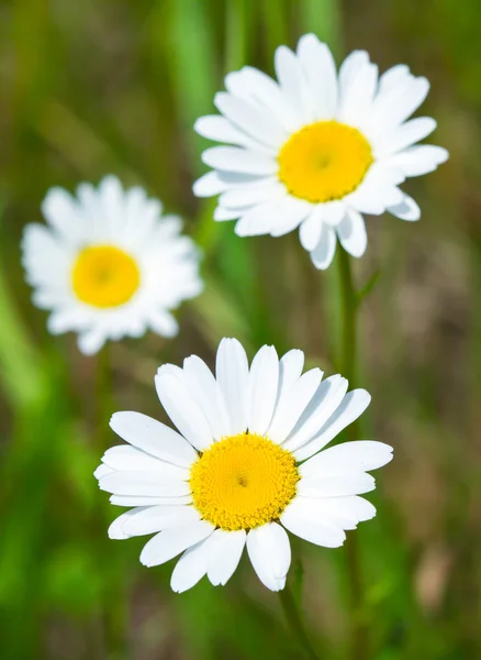 Close up of romomile flower — стоковое фото