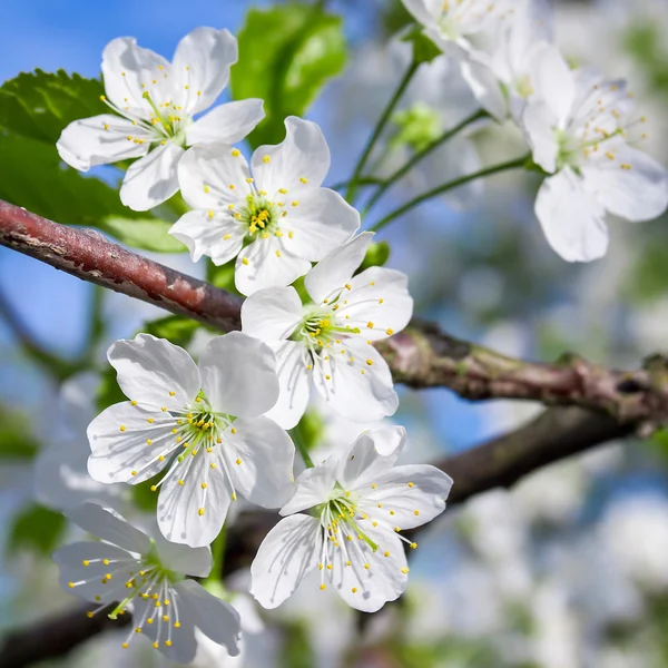 Primer plano de flor de cerezo — Foto de Stock
