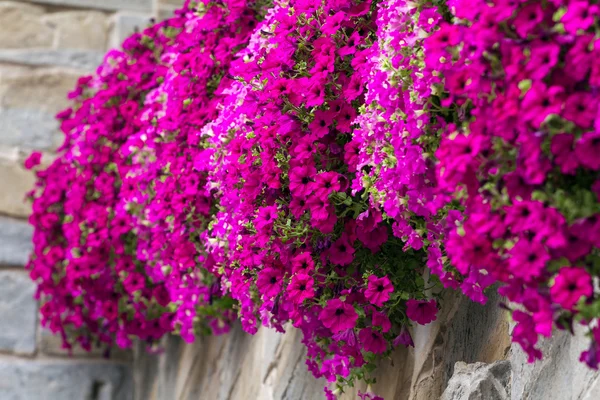 Lyserøde blomster som nærmer seg – stockfoto