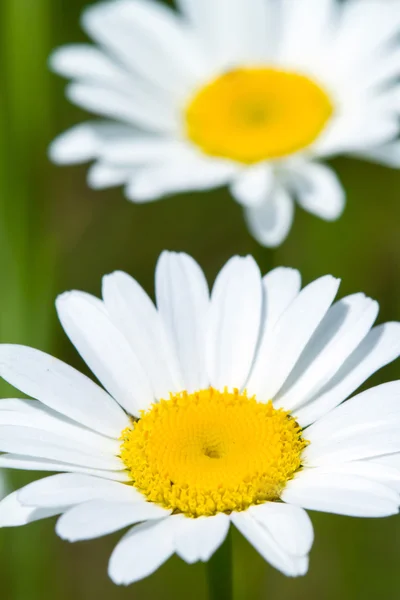 Zbliżenie kwiatów rumianku — Zdjęcie stockowe