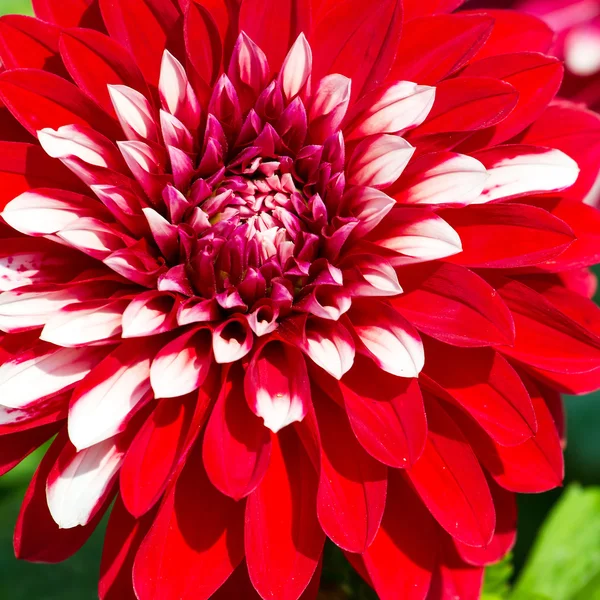 在花园里的美丽的红菊花花 — 图库照片
