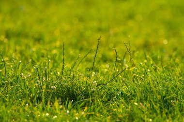 dof odaklı canlı yeşil çim yakın çekim