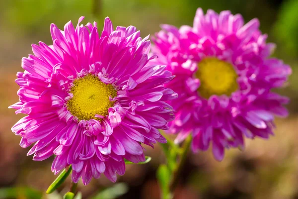 Chrysanthemum flower closeup — Stock Photo, Image