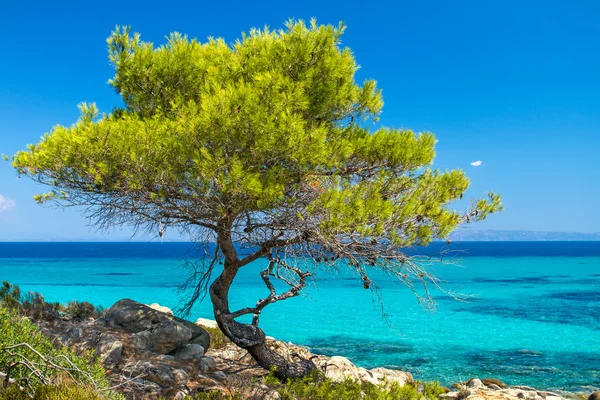 Albero della pineta in riva al mare a Halkidiki, Grecia — Foto Stock