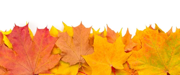 Foglie di acero giallo autunno isolate su sfondo bianco — Foto Stock