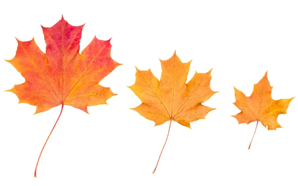 Yellow autumn maple leaves isolated on white background — Stock Photo, Image