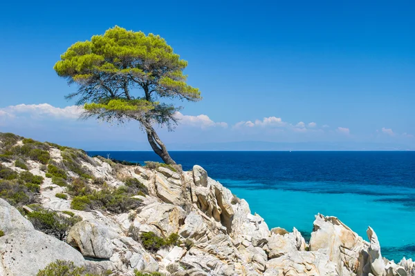 Dennenbos aan zee in Halkidiki, Griekenland — Stockfoto