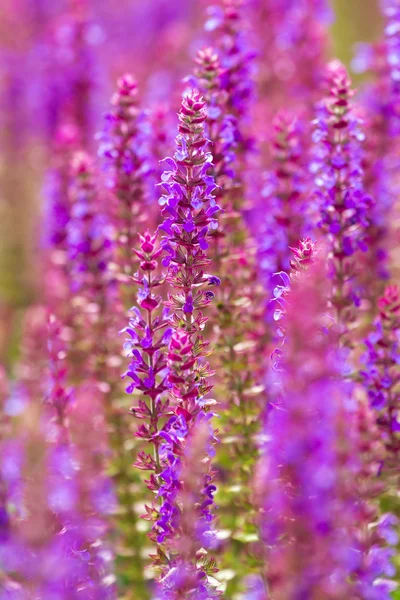 Hermosas flores de altramuces salvajes púrpura —  Fotos de Stock