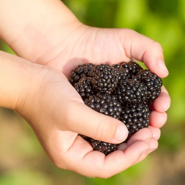 çocuklar el closeup içinde olgunlaşmış blachberries