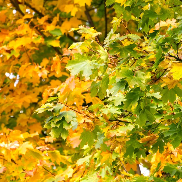 Yellow autumn maple leaves on a tree — Stock Photo, Image