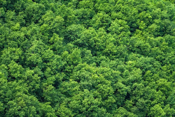 Green trees forest background, view from above