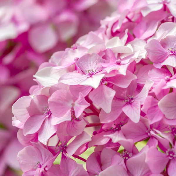Vackra små rosa blommor närbild — Stockfoto