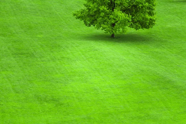 Ενιαίο δέντρο σε έναν χορτοτάπητα πράσινο γρασίδι — Φωτογραφία Αρχείου
