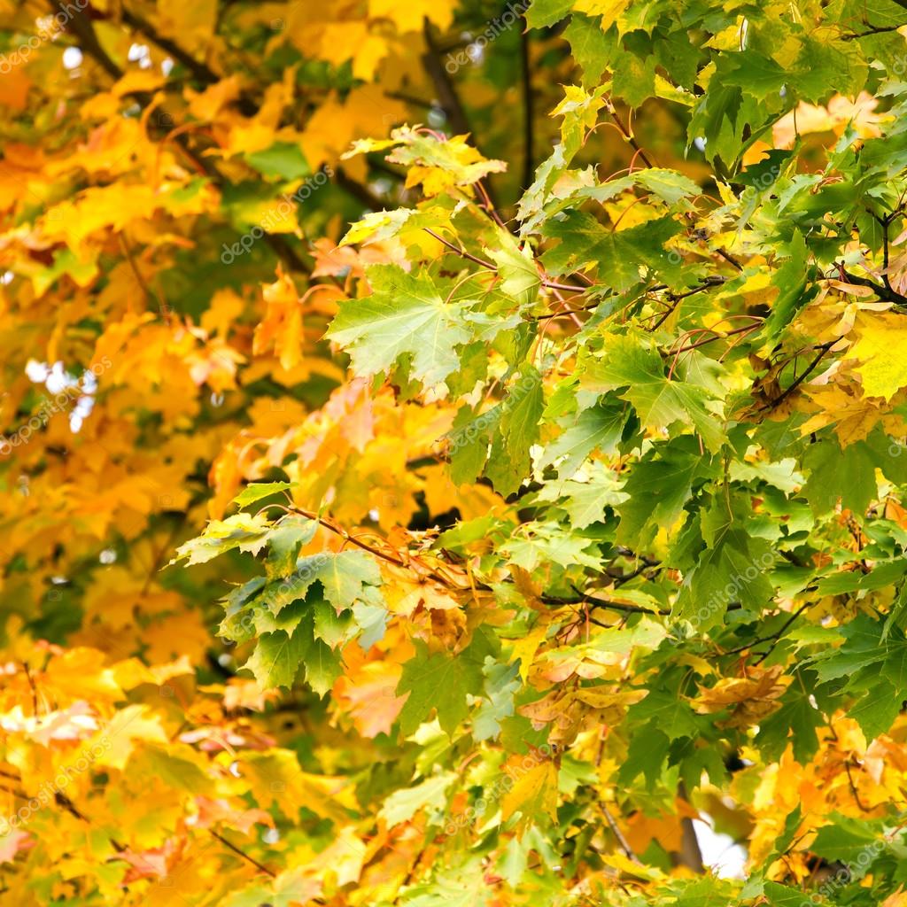 depositphotos_31803681-stock-photo-yellow-autumn-maple-leaves-on.jpg
