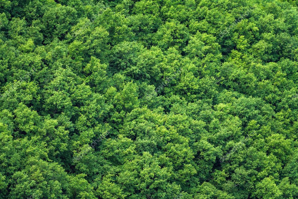 Green trees forest background, view from above Stock Photo by ©mazzzur  31803711