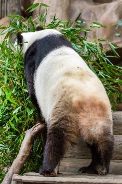 dev panda bambu yiyor.