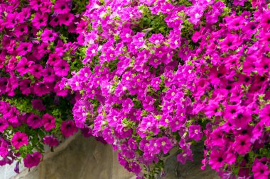 parlak pembe çiçek portre
