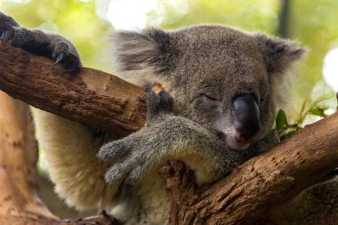 Koala sleeping on a tree clipart