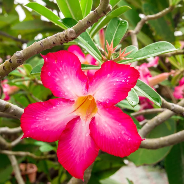 Красивый тропический цветок крупным планом — стоковое фото