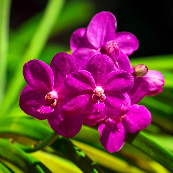 Beautiful tropical flowers closeup — Stock Photo, Image