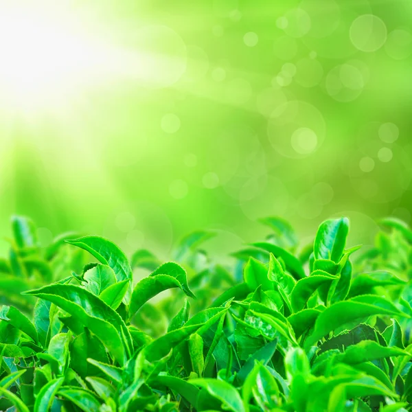 Frische grüne Teeblätter mit Sonnenstrahlen und sonnigem Bokeh — Stockfoto