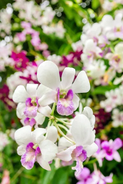Piękne kwiaty orchidei zbliżenie — Zdjęcie stockowe