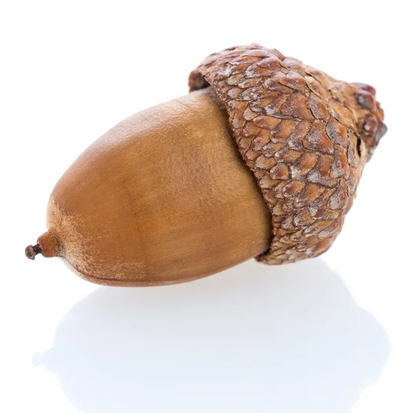 Bruin acorn — Stockfoto