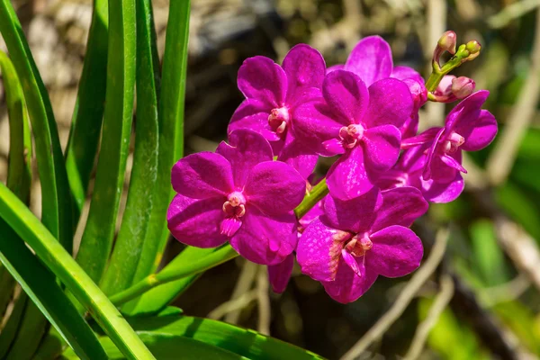 Hermosas flores de orquídea primer plano —  Fotos de Stock