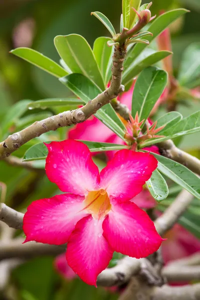 Beautiful tropical flowers closeup — Stock Photo, Image