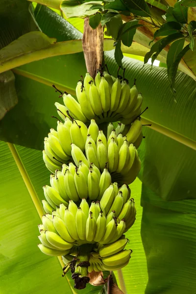 Bananen op een bananenboom — Stockfoto