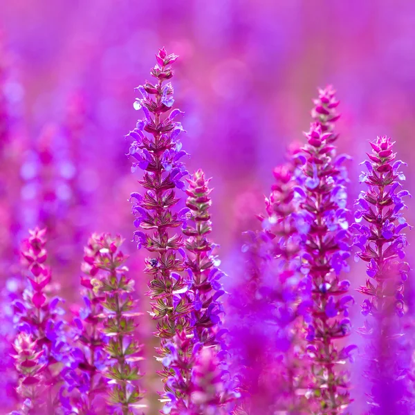 Красивые фиолетовые дикие цветы люпинов — стоковое фото
