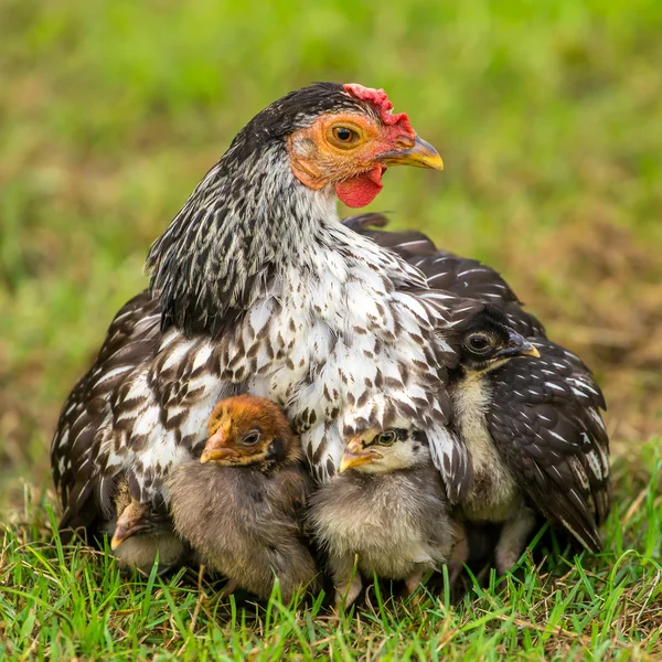 Mother hen with its baby chicks — Stock Photo, Image