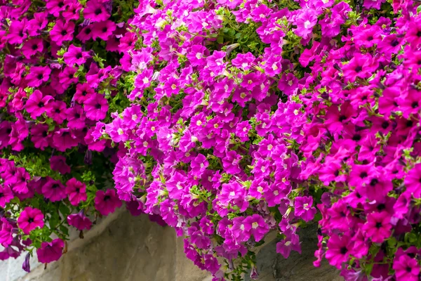 Closeup zářivě růžové květy — Stock fotografie