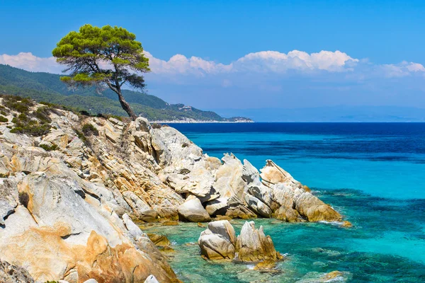 Fenyőerdő a tenger mellett Halkidikiben, Görögországban — Stock Fotó