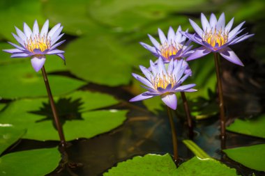 güzel mavi Mısır nilüferler (nymphaea caerulea) kapatmak