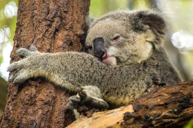 bir ağaç üzerinde uyku koala