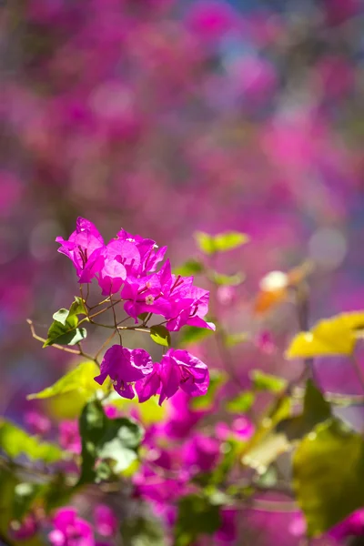 Mooie paarse bloemen — Stockfoto