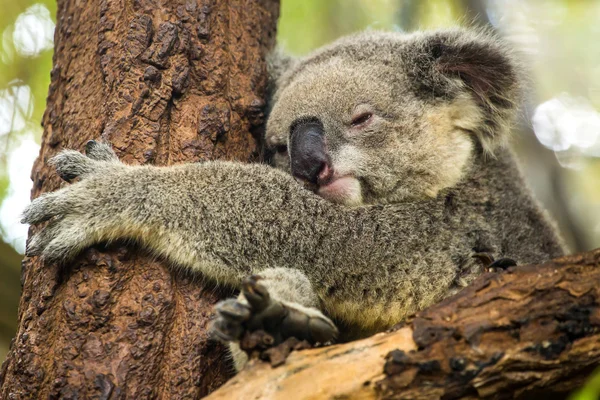 bir ağaç üzerinde uyku koala