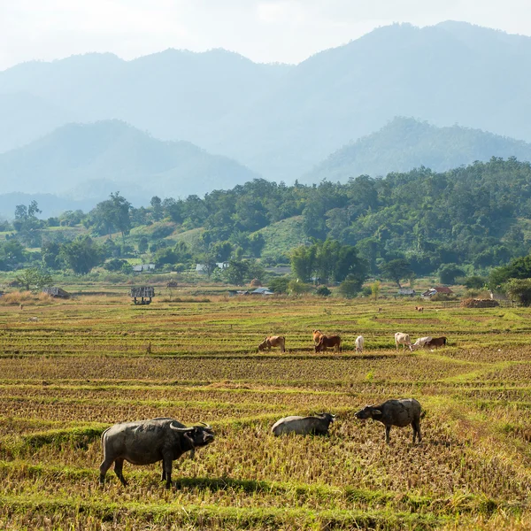 Water buffalos in the field of Northern Thailand — Stock Photo, Image