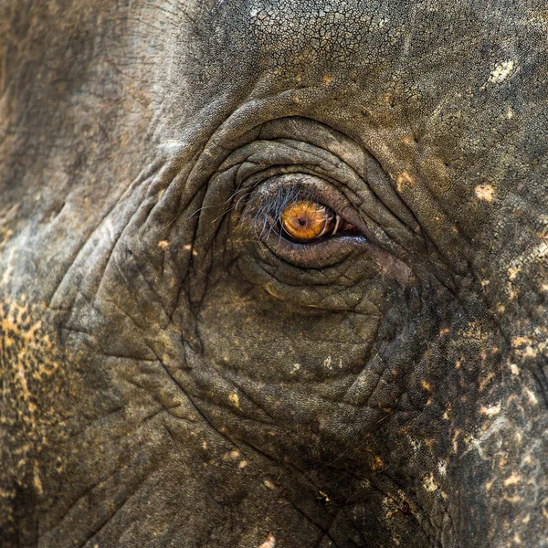 Elephant eye närbild — Stockfoto