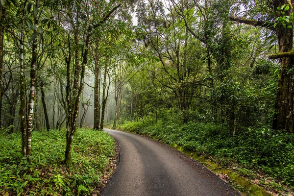 Estrada enevoada na floresta — Fotografia de Stock
