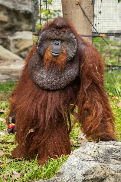 Orango maschio dominante con la guancia sviluppata firma in th — Foto Stock