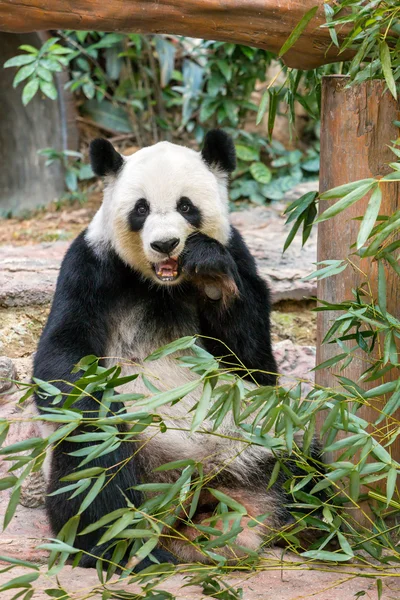 Гігантська панда їсть бамбук — стокове фото