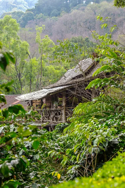 Huset på kaffeplantagen i skogen djungeln i thailand — Stockfoto